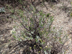 Dimorphotheca cuneata