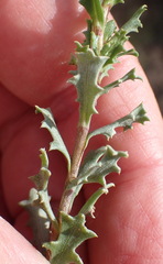 Dimorphotheca cuneata