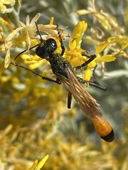 Ammophila placida
