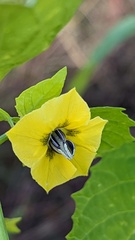 Physalis philadelphica