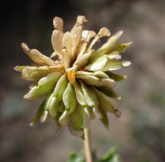 Dimorphotheca cuneata