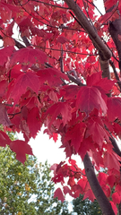 Acer