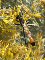 Ammophila placida