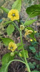 Physalis philadelphica