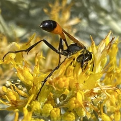 Ammophila placida