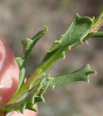 Dimorphotheca cuneata