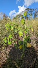 Physalis philadelphica