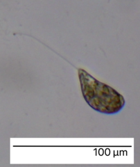 Euglenozoa