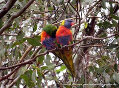 Trichoglossus moluccanus