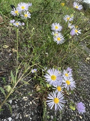 Erigeron annuus