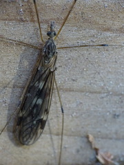 Tipula abdominalis