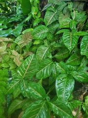Syngonium