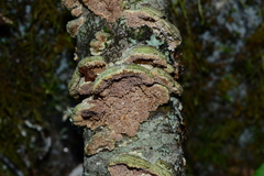 Trichaptum subchartaceum