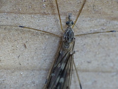 Tipula abdominalis