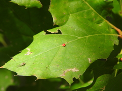 Zopheroteras sphaerula