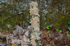 Trichaptum subchartaceum