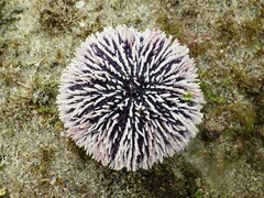 Sphaerechinus granularis