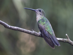 Chalybura buffonii
