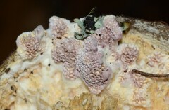 Trichaptum subchartaceum