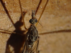 Tipula abdominalis