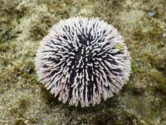 Sphaerechinus granularis