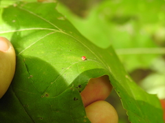 Zopheroteras sphaerula