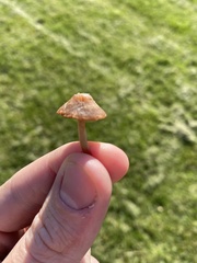 Panaeolus foenisecii