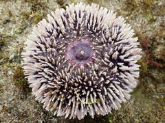 Sphaerechinus granularis