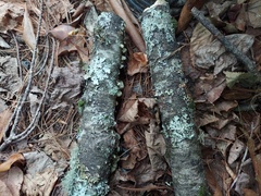 Trichaptum subchartaceum