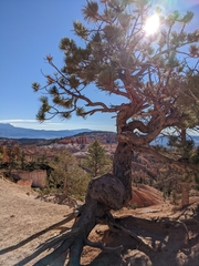 Pinus flexilis