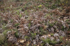 Pteridium aquilinum capense