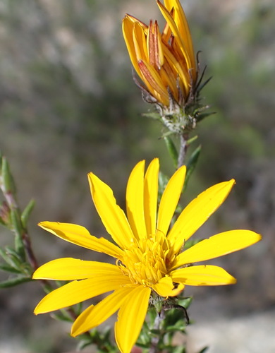 Image of Gorteria alienata by (c) Nicola van Berkel, some rights reserved (CC BY-SA)