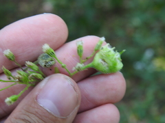 Schizomyia eupatoriflorae