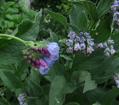 Symphytum caucasicum