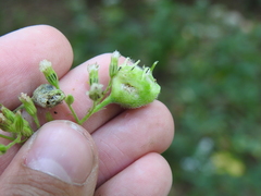 Schizomyia eupatoriflorae