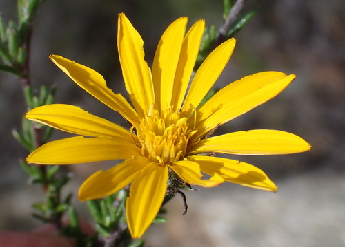 Image of Gorteria alienata by (c) Nicola van Berkel, some rights reserved (CC BY-SA)