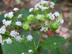 Schizomyia eupatoriflorae