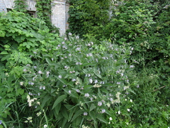 Symphytum caucasicum