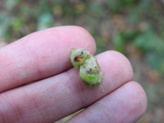 Schizomyia eupatoriflorae