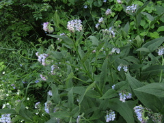 Symphytum caucasicum