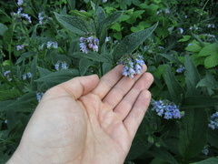 Symphytum caucasicum