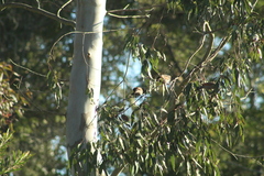 Agelaioides badius