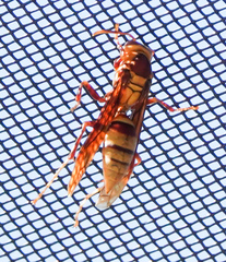 Polistes major major