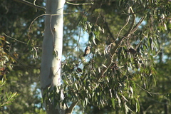 Agelaioides badius