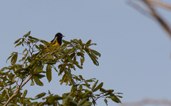 Icterus prosthemelas