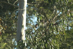 Agelaioides badius