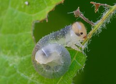 Euura hypoxantha