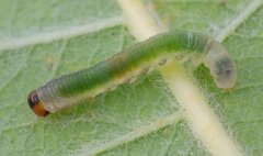 Euura hypoxantha
