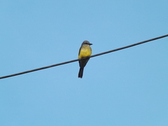 Tyrannus melancholicus