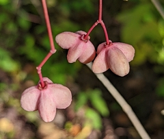 Euonymus atropurpureus